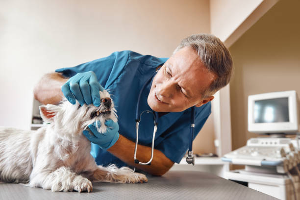 Best Emergency Dental Care for Broken or Chipped Teeth in Rio Grande City, TX